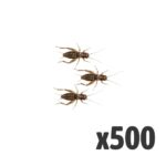 Silent Crickets, Medium (Bag of 500)