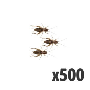Silent Crickets, Medium (Bag of 500)