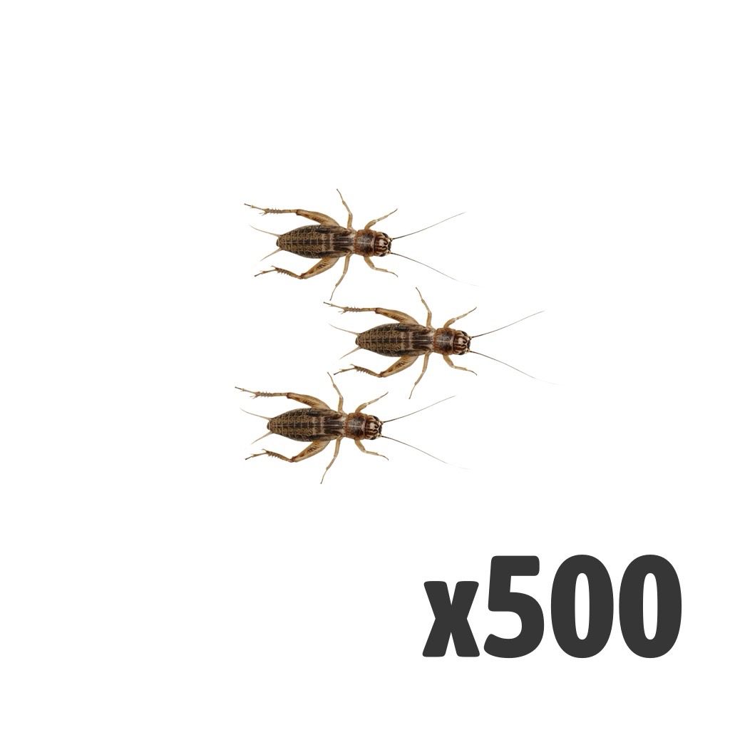 Silent Crickets, Medium (Bag of 500)