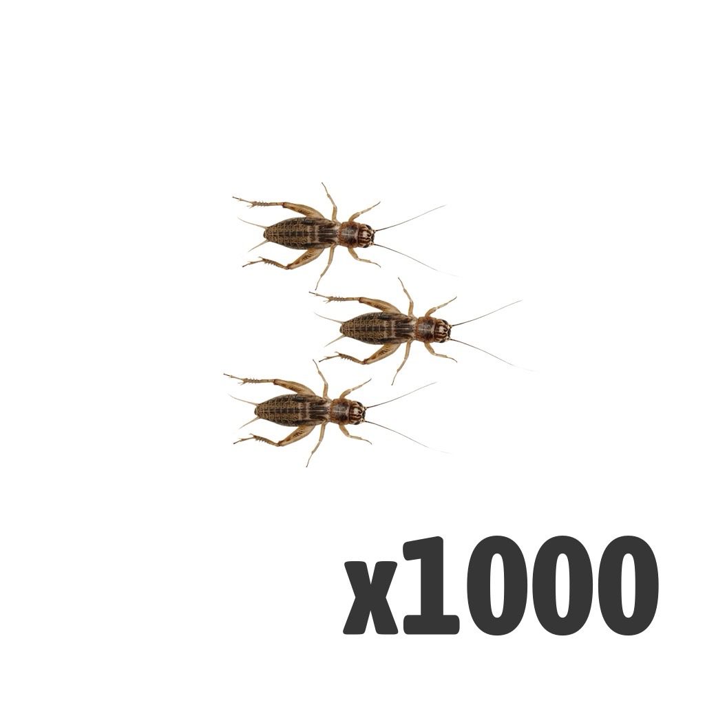 Silent Crickets, Medium (Bag of 1000)