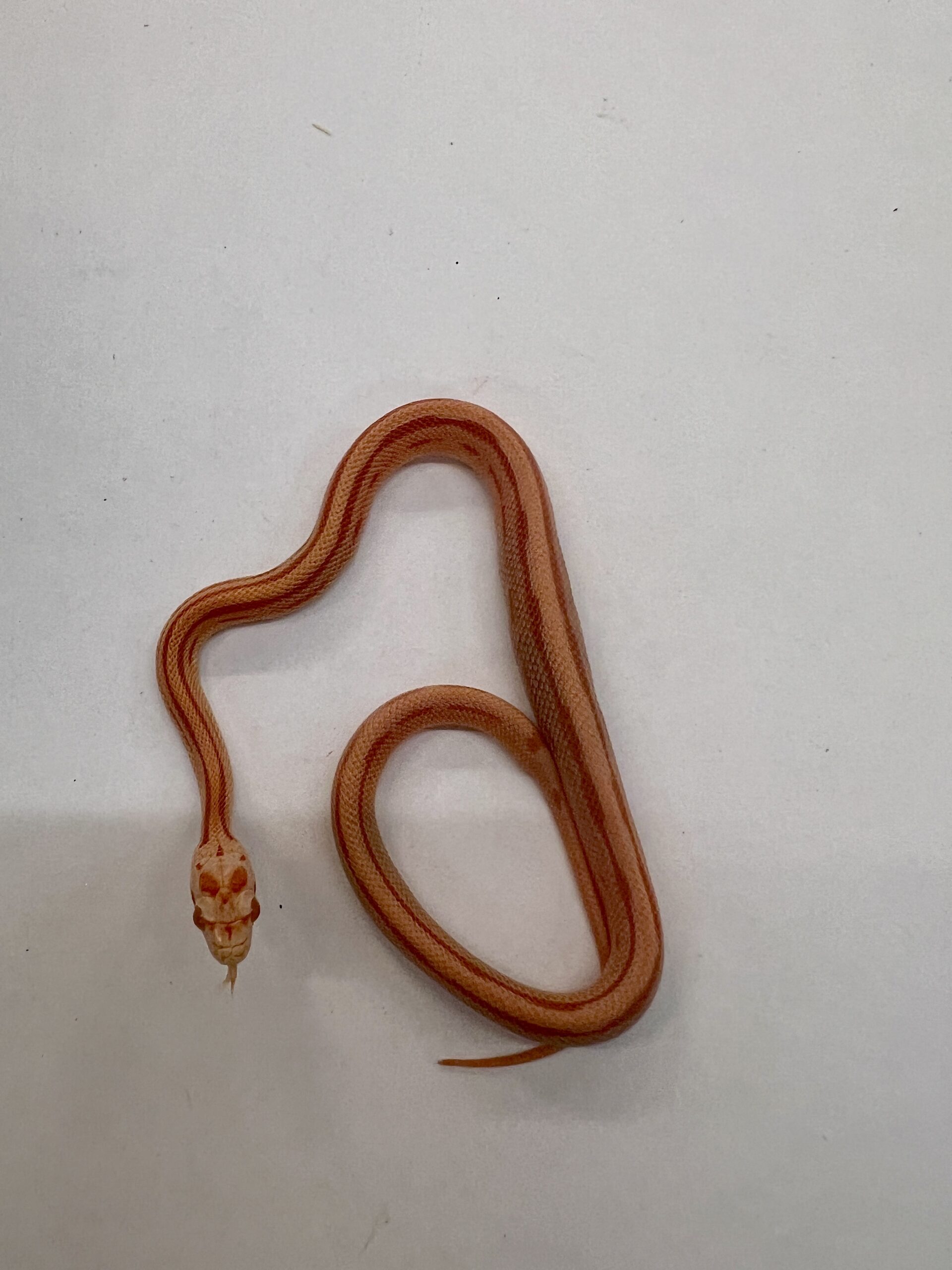 CB24 Amel Stripe Corn Snake