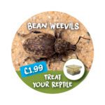 Wobbler- Bean Weevil
