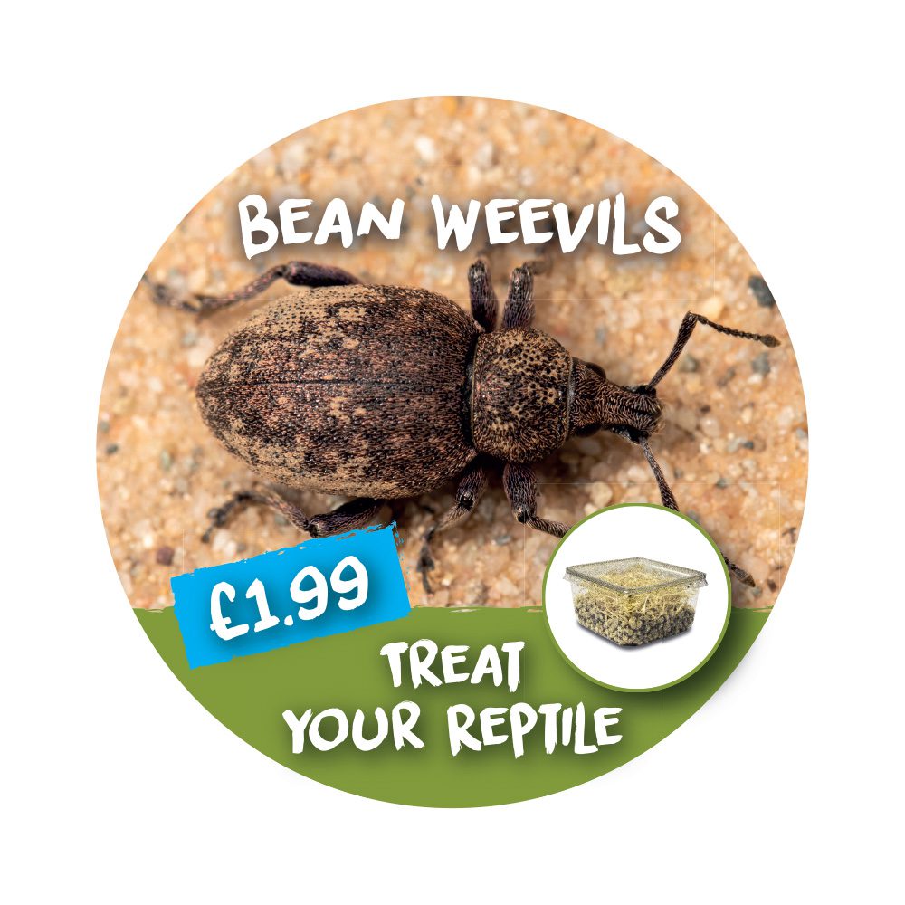 Wobbler- Bean Weevil
