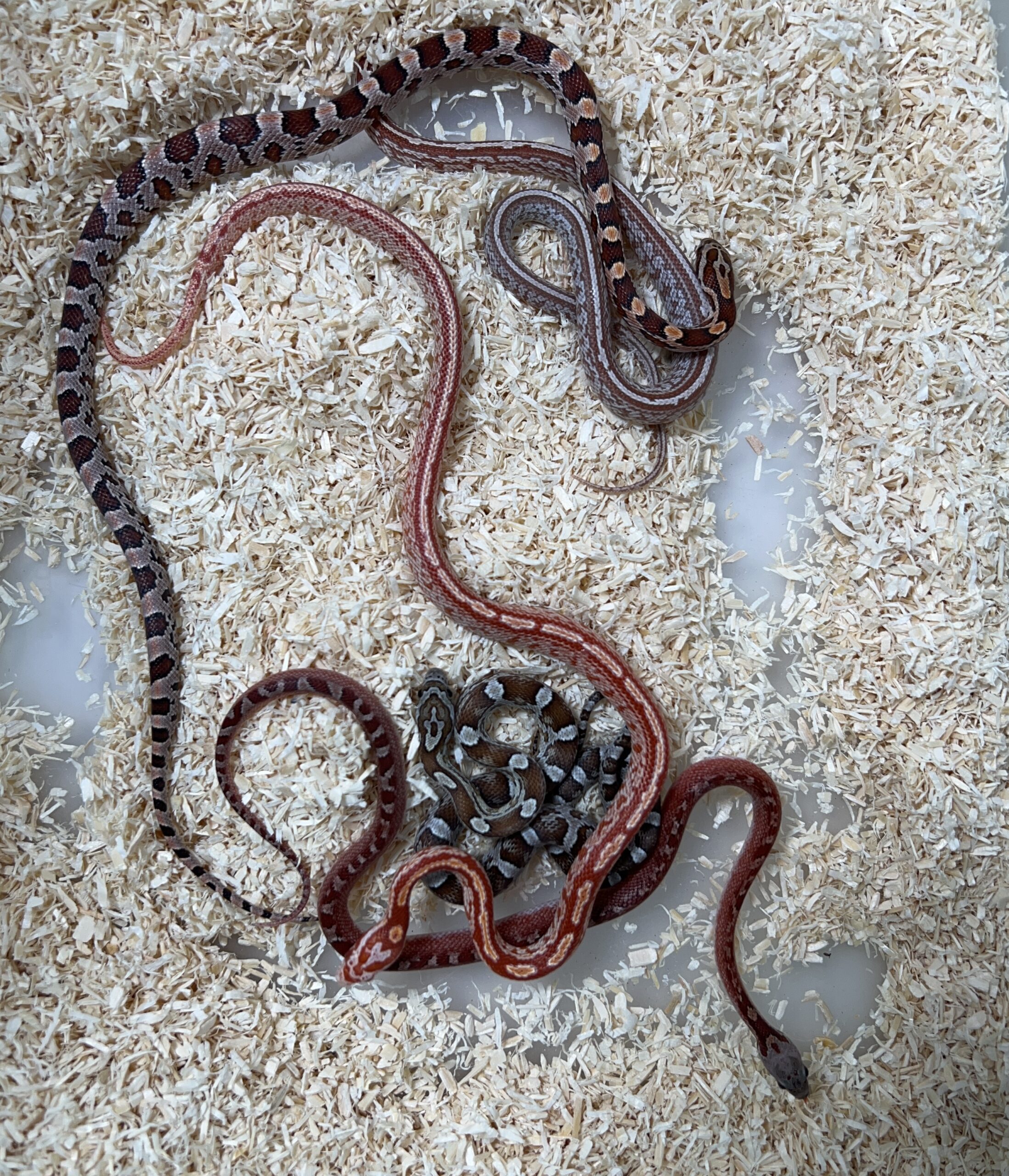 CB24 Corn Snake BUNDLE B 