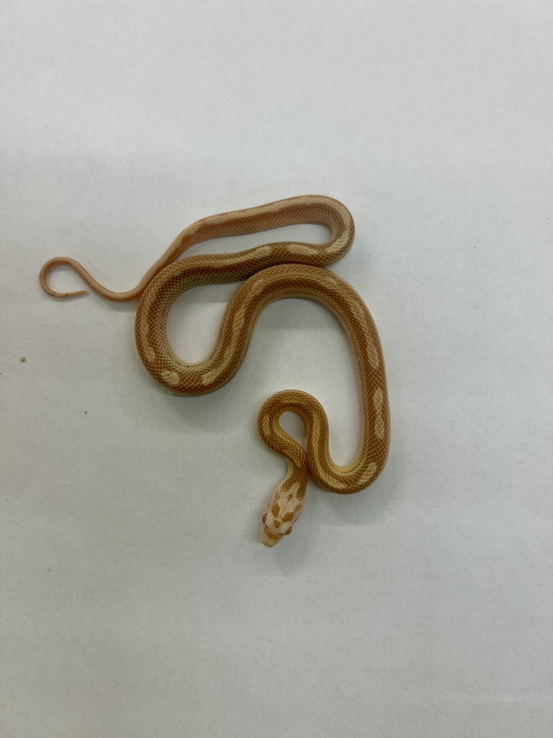 CB24 Butter Motley Stripe Corn Snake