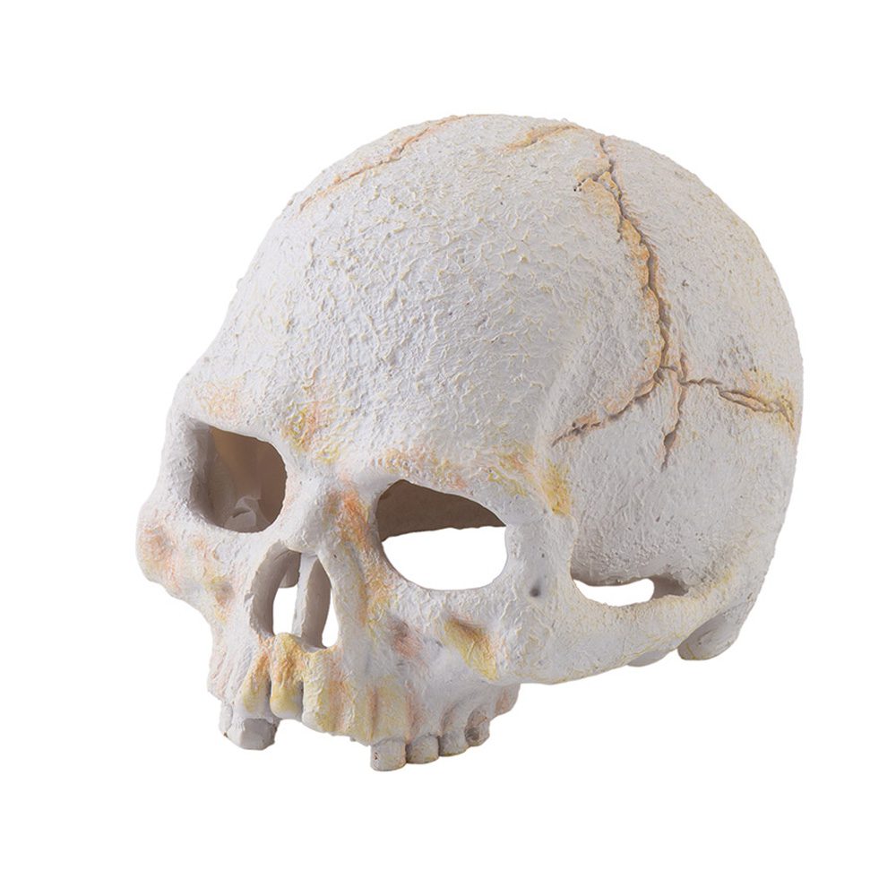 ET Primate Skull Small, PT2926 ET Primate Skull Small, PT2926