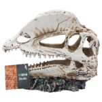 PR Dilophosaurus Skull 19x9x14cm DPS045