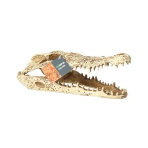 PR Crocodile Skull 24x11.5x9cm DPS070