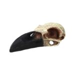 PR Corvid Skull 15.5x6.5x5.5cm DPS085