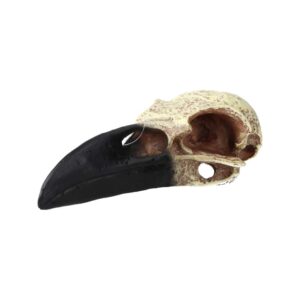 PR Corvid Skull 15.5x6.5x5.5cm DPS085