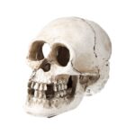 PR Human Skull 15x10x11.5cm DPS090