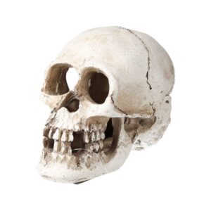 PR Human Skull 15x10x11.5cm DPS090