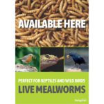 PL A3 Poster: Live Mealworms Available