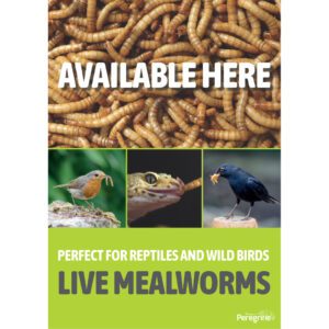 PL A3 Poster: Live Mealworms Available