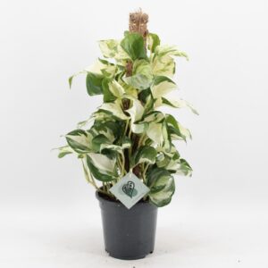 PR Live plant. Devil's Ivy Happy Leaf (Moss Pole)