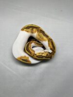 CB24 ENCHI FIRE PIED Royal Python