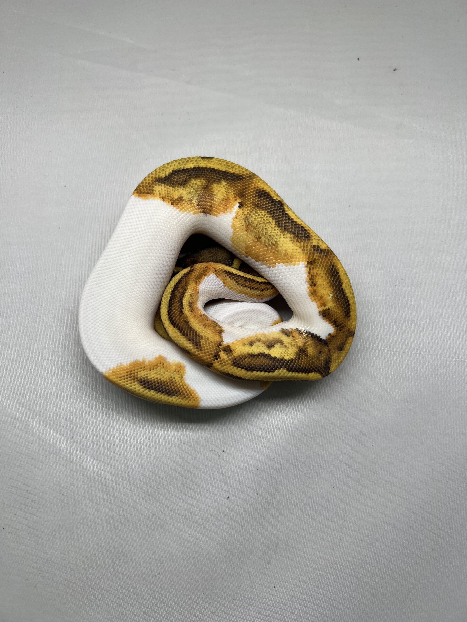 CB24 ENCHI FIRE PIED Royal Python