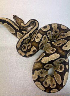 NCRW FIRE YELLOW BELLY Royal Python Adult NCRW FIRE YELLOW BELLY Royal Python Adult