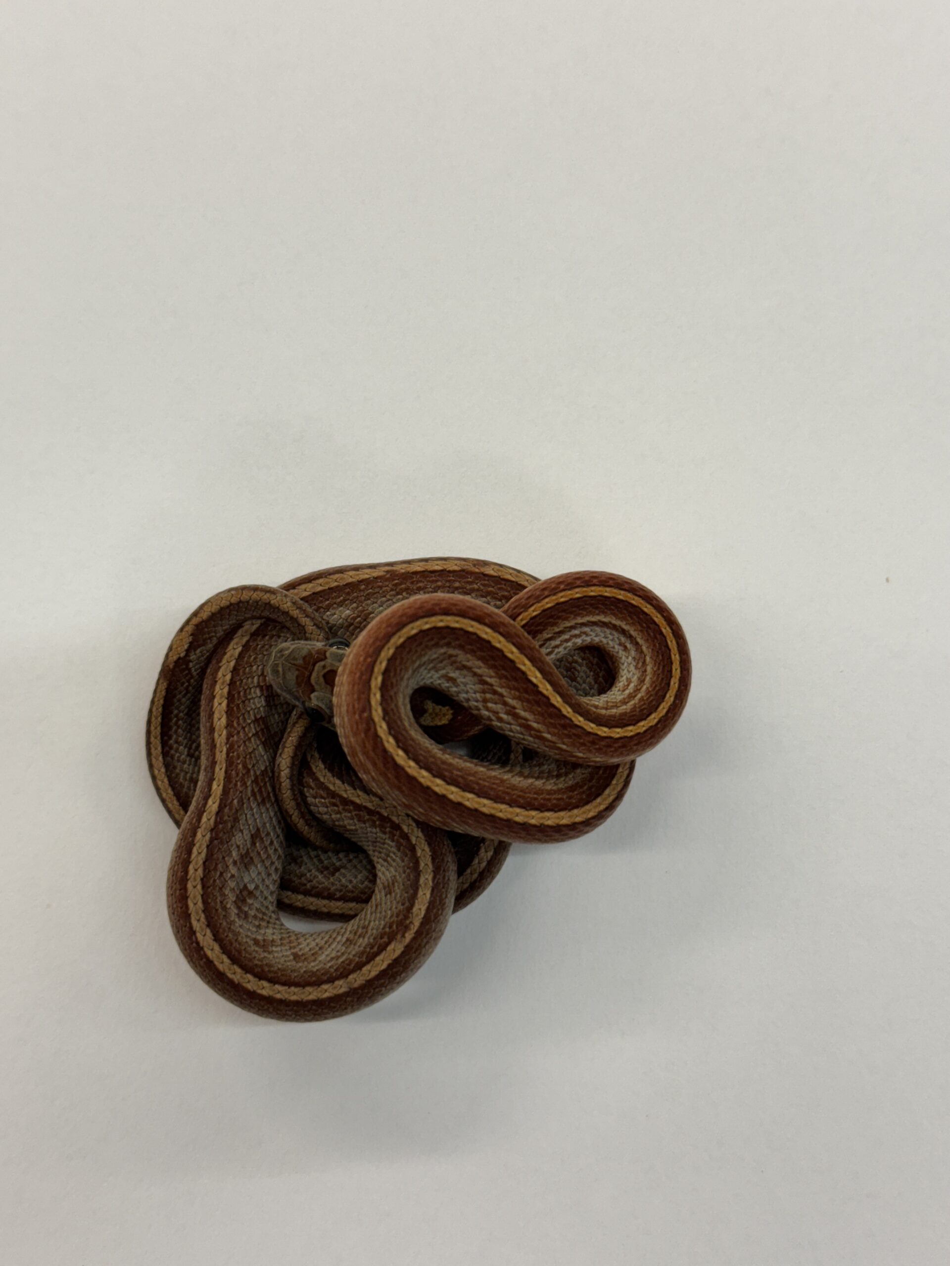 CB24 Hypo Motley Tessera Corn Snake