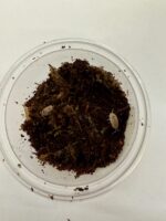 CB Ghost Isopod (Pack of 10)