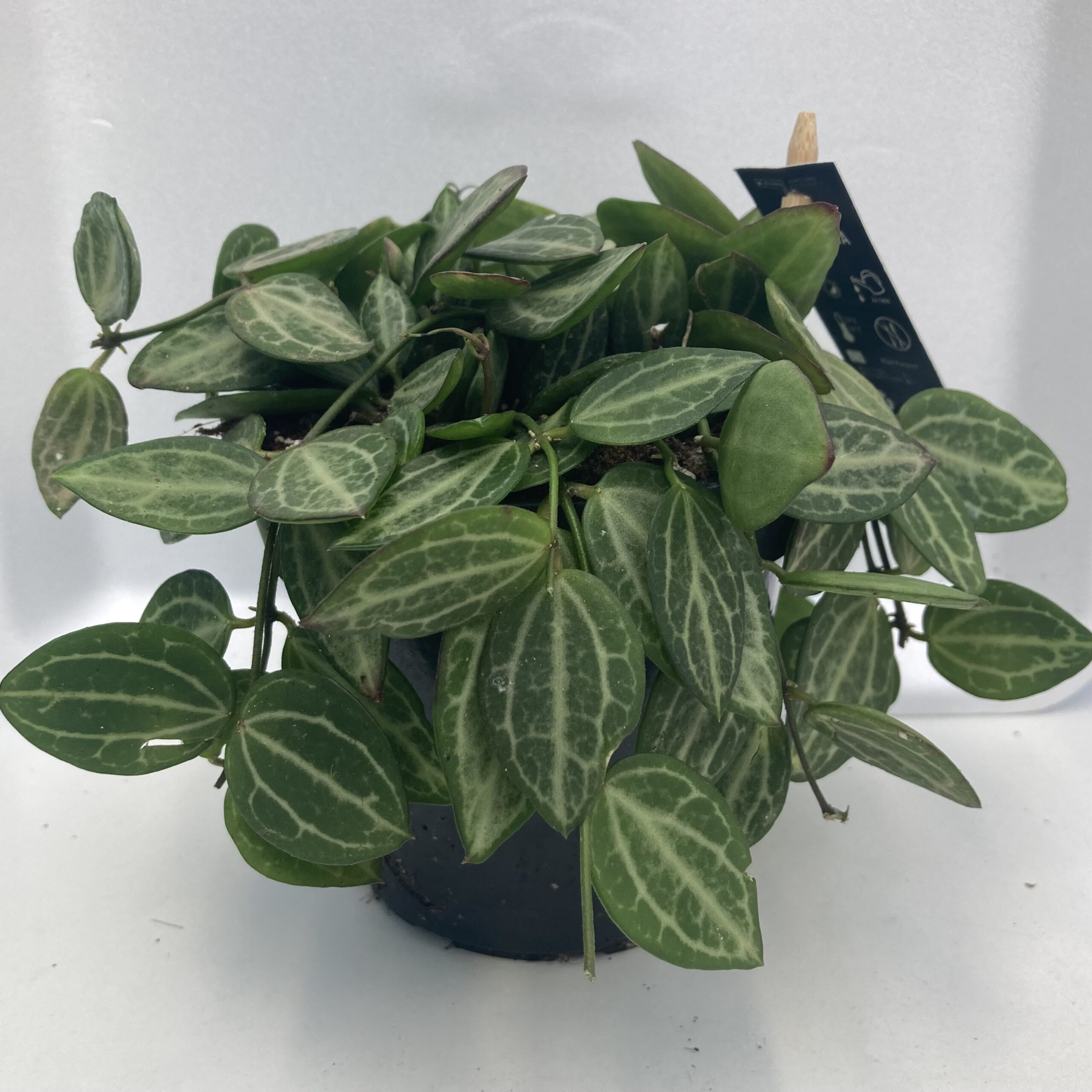PR Live plant. Ant Plant (Large)