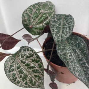 PR Live plant. Piper Plant 'Red' (Large)