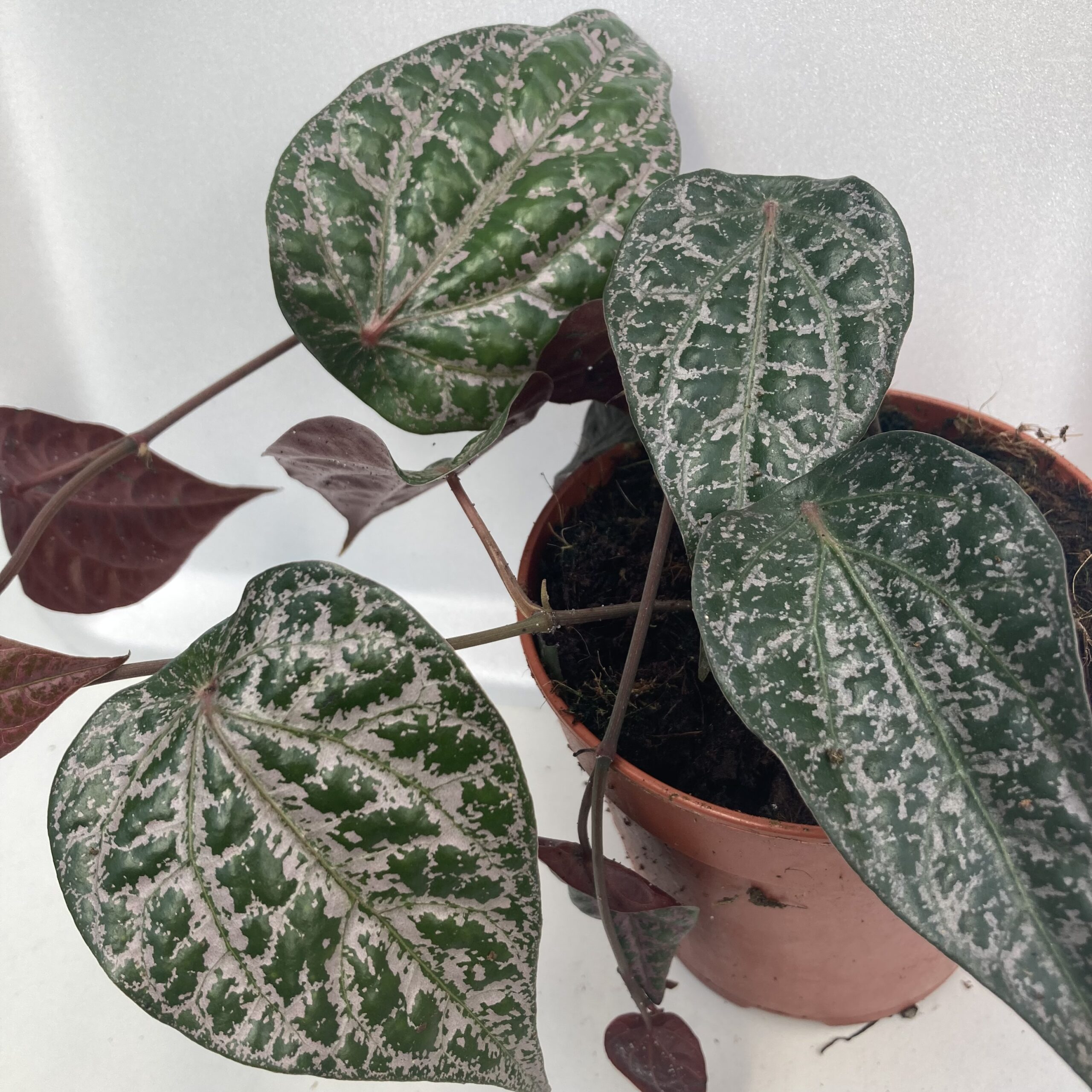 PR Live plant. Piper Plant 'Red' (Large)