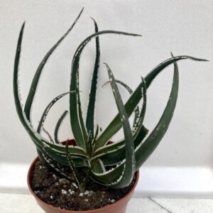 PR Live plant. Aloe Maido (Medium)