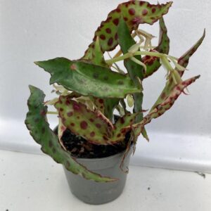 PR Live plant. Begonia amphioxus (Small)