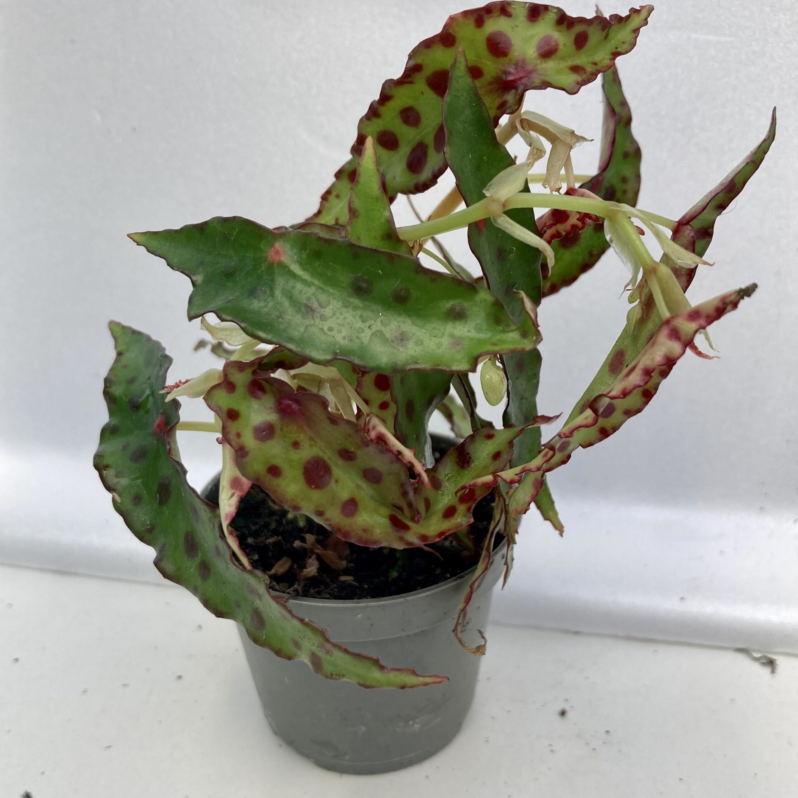 PR Live plant. Begonia amphioxus (Small)