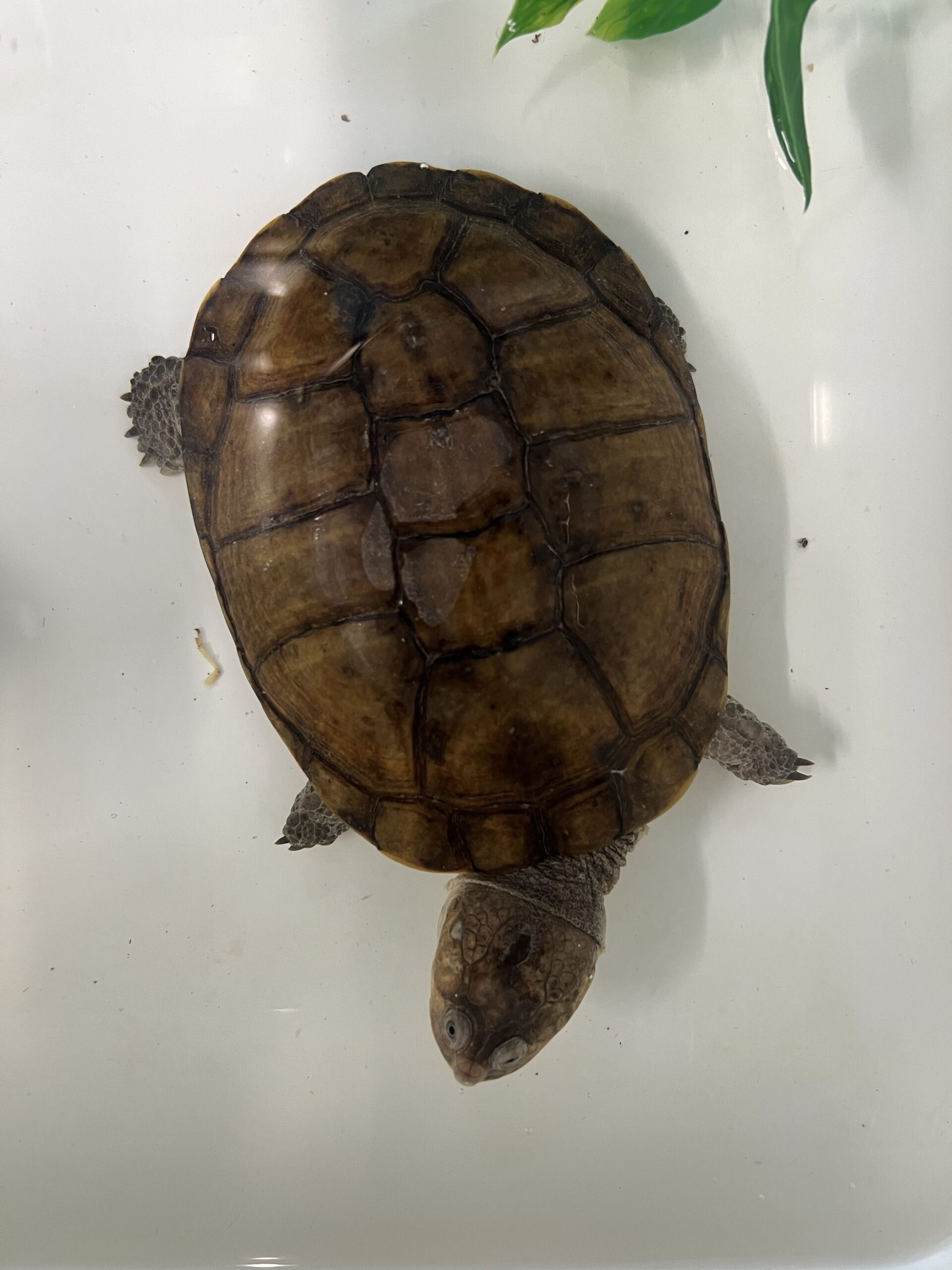 CF African Side Neck Turtle (10-20cm)