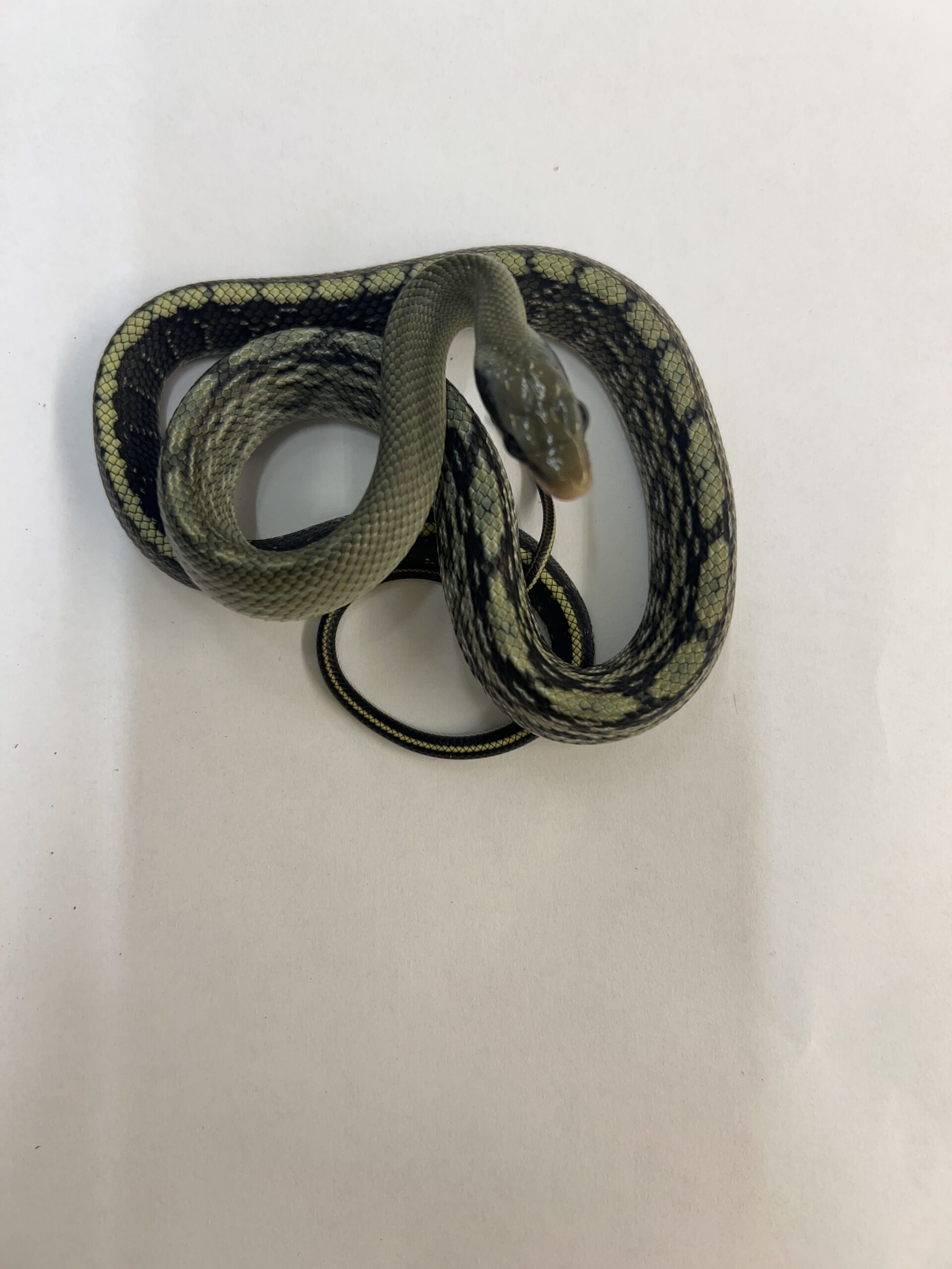 CB24 Vietnamese Blue Beauty Snake