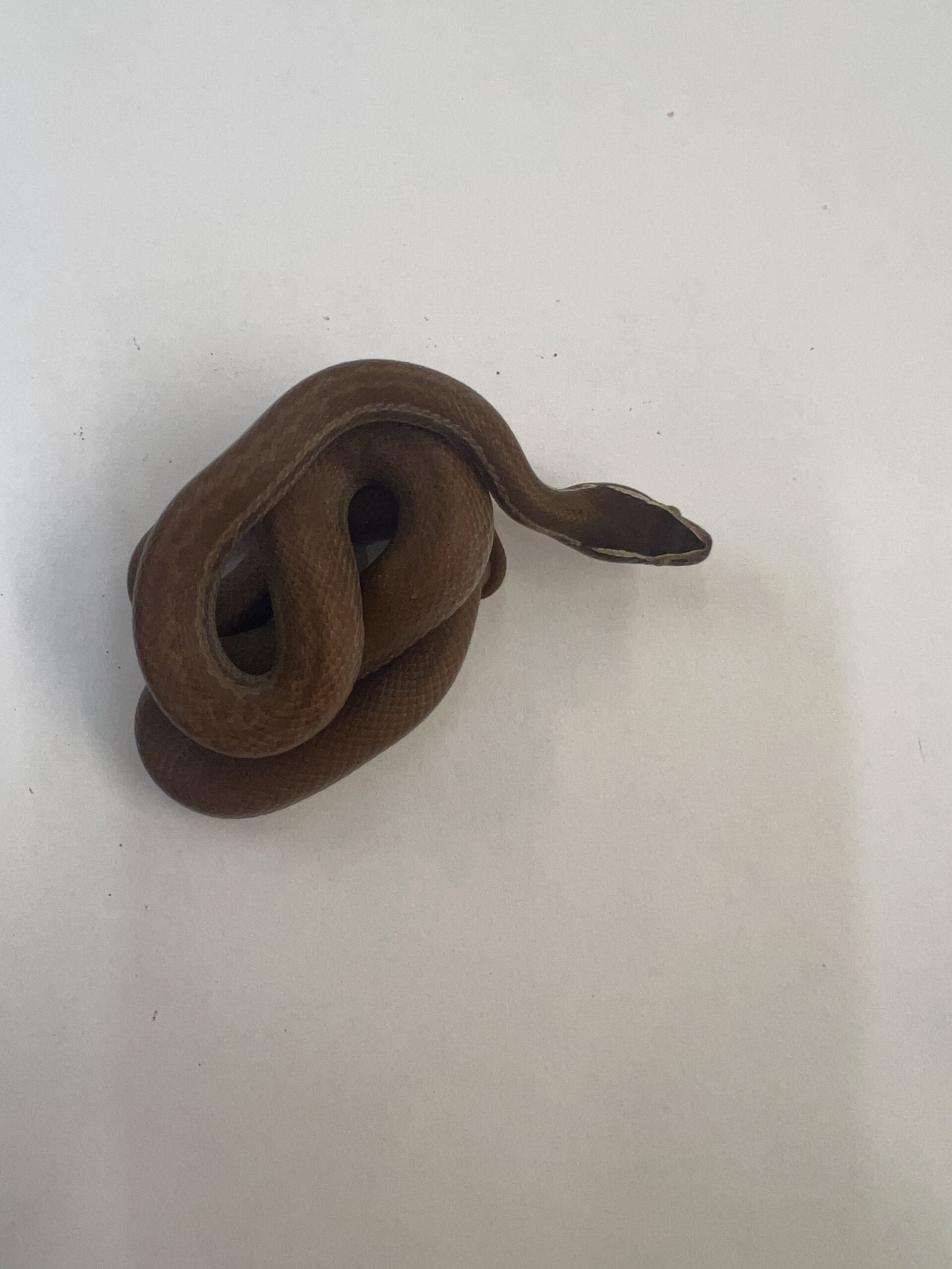 CB African House Snake (het albino)