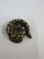 CB25 Kenyan Sand Boa