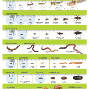 PL A3 Poster: Livefood Range & Sizing