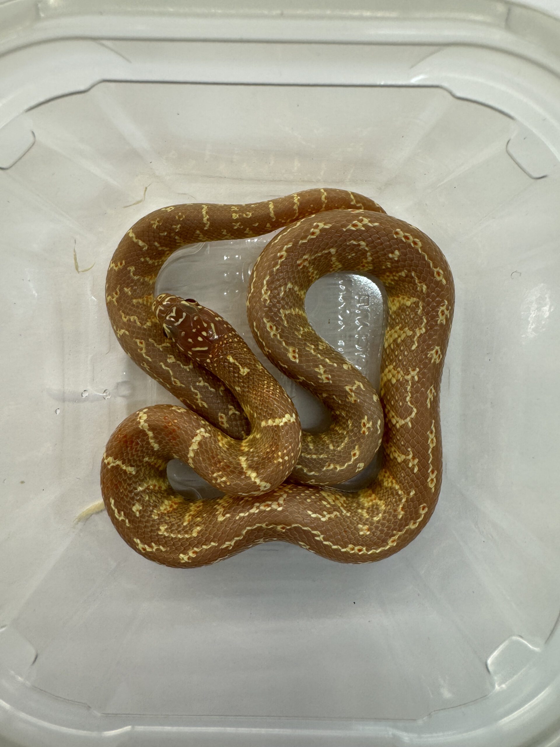 CB24 LAVENDER Florida Kingsnake