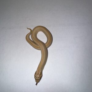 CB24 Lemonghost Superconda Hognose