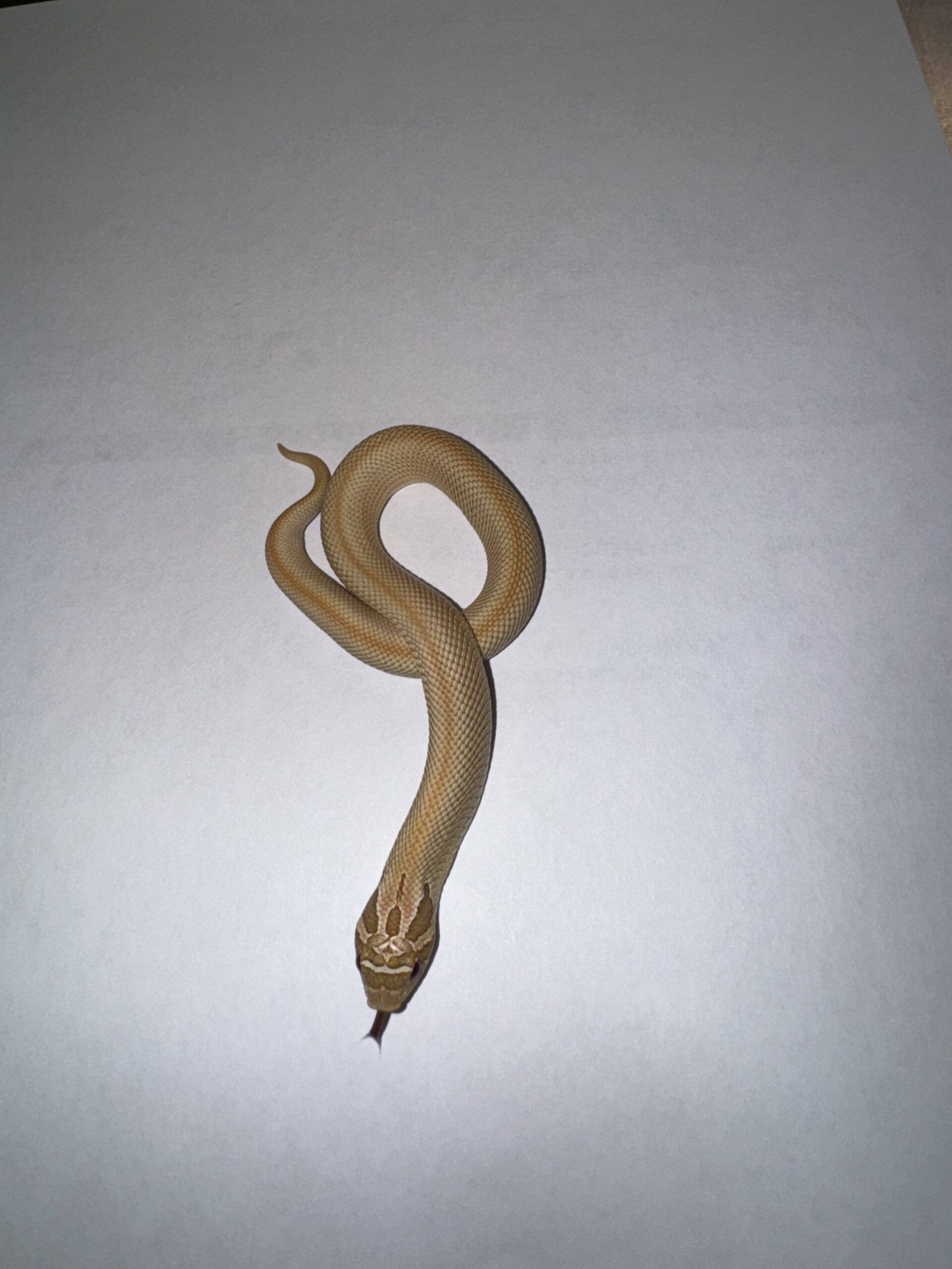 CB24 Lemonghost Superconda Hognose