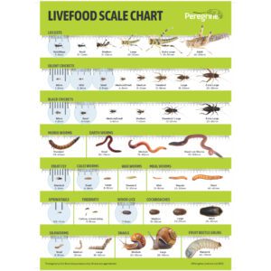 PL A3 Poster: Livefood Range & Sizing