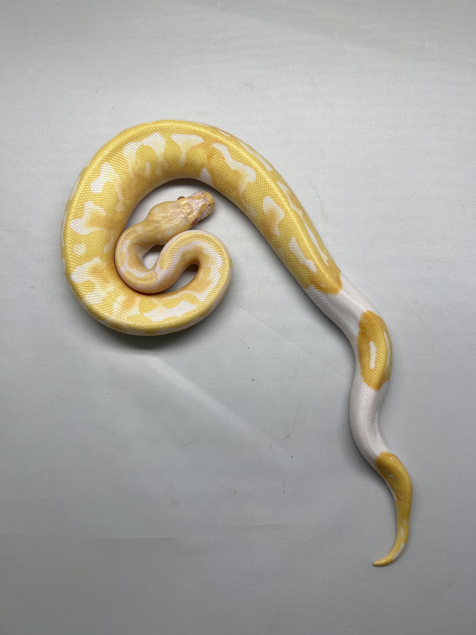 CB24 MALE ALBINO LOW WHITE PIED Royal Python