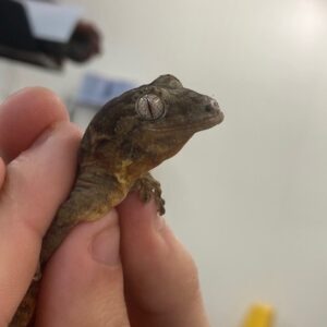 CB Mossy New Caledonian Gecko *B-Grade*