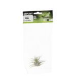 PR Airplant Medium Ionantha ionantha