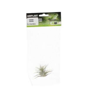 PR Airplant Medium Ionantha ionantha