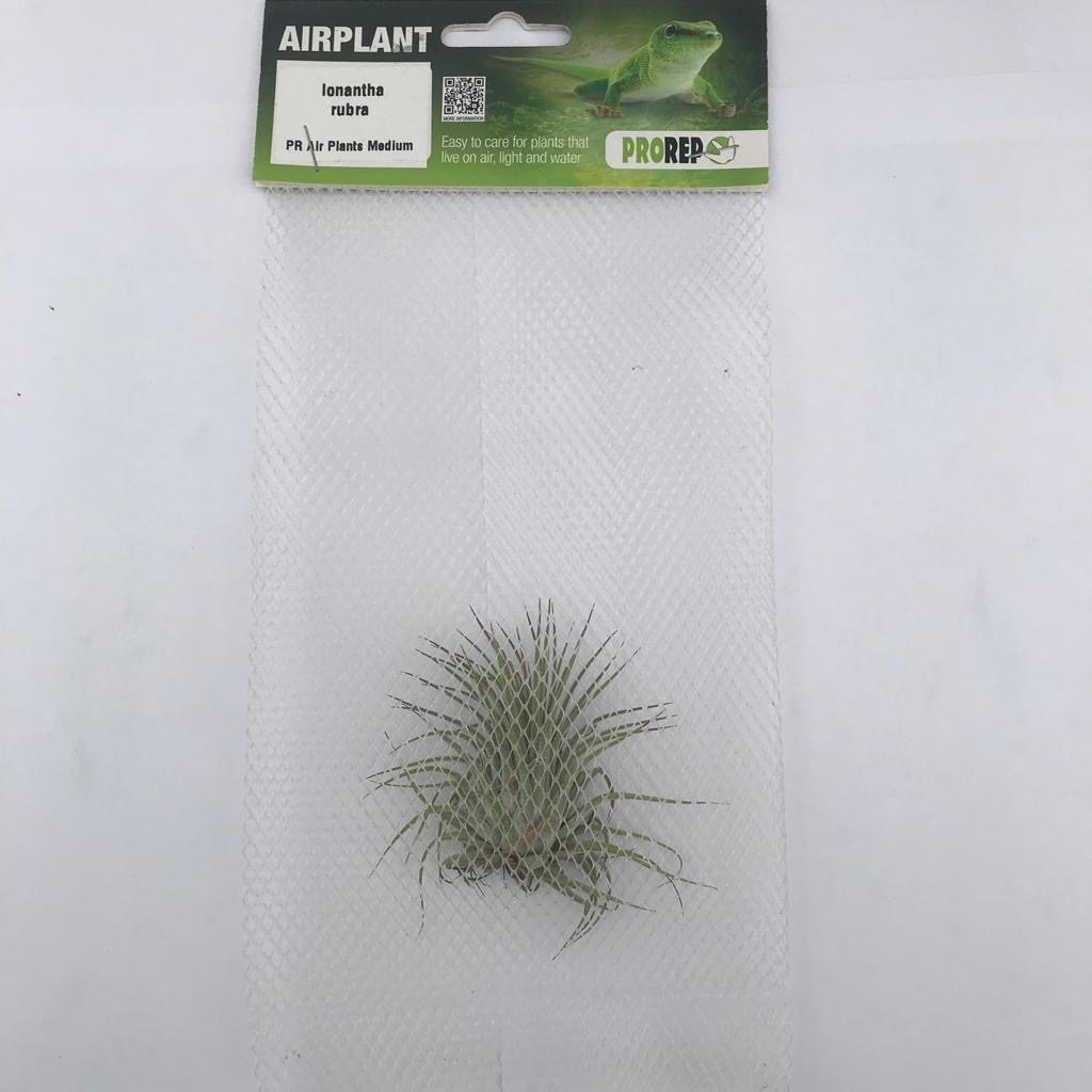 PR Airplant Med. Ionantha rubra