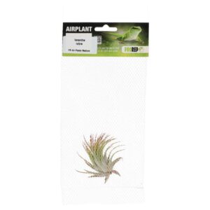 PR Airplant Med. Ionantha rubra