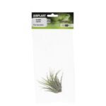 PR Airplant Medium Ionantha scaposa