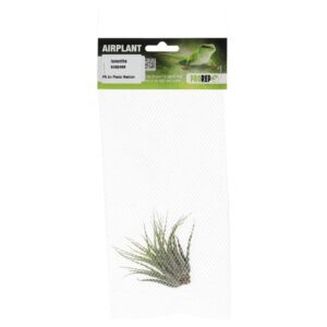 PR Airplant Medium Ionantha scaposa