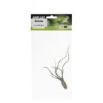 PR Airplant Medium Bulbosa