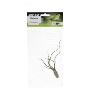 PR Airplant Medium Bulbosa