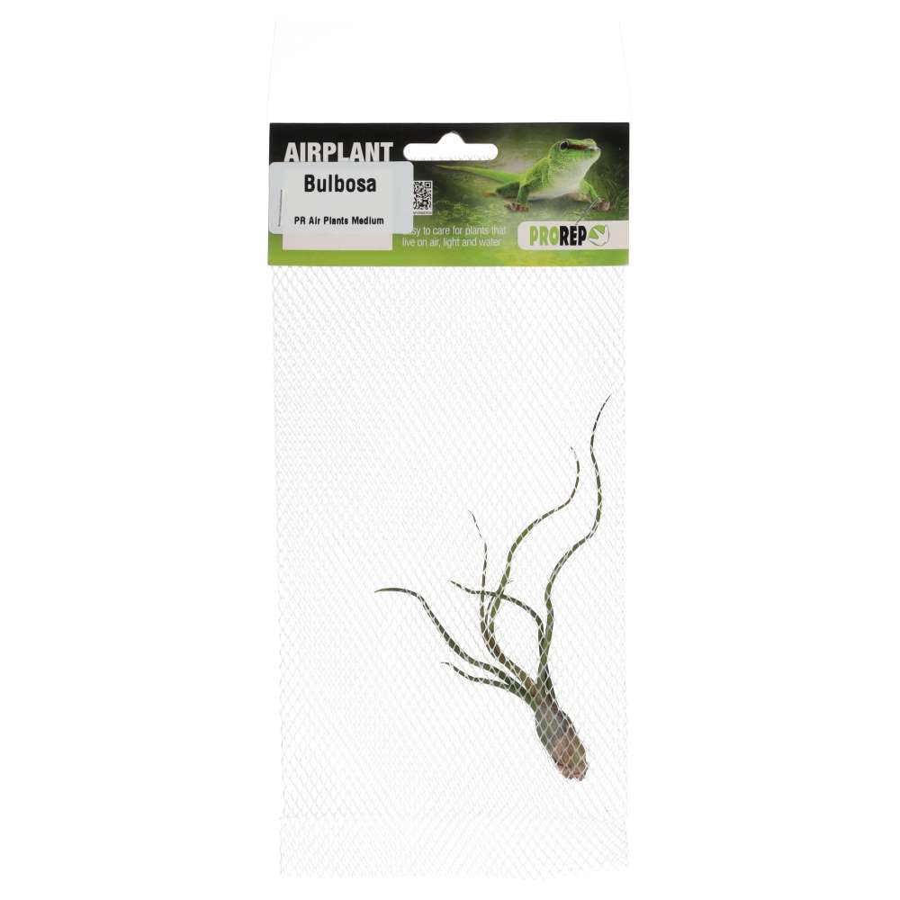PR Airplant Medium Bulbosa